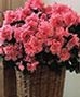 Flowering Plants
