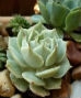 Succulents