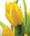 Spring Bouquets
