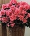 Flowering Plants