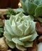 Succulents