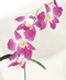 Orchids