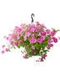 Outdoor Plants