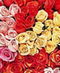 Rose Month