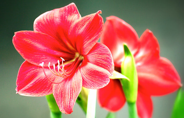 All About Amaryllis Eastern Fl