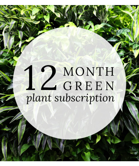 PLANT OF THE MONTH  | NEW PLANT EACH MONTH!