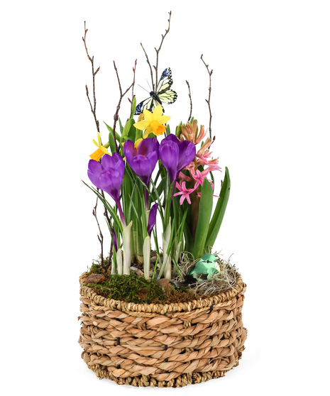 BUTTERFLY BULB GARDEN