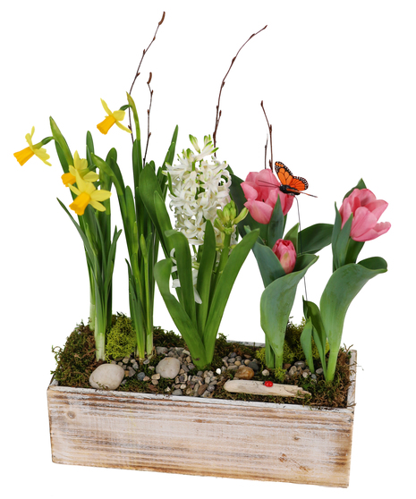 WOODLAND BULB GARDEN