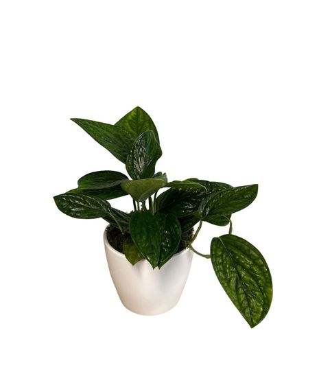 Monstera Peru