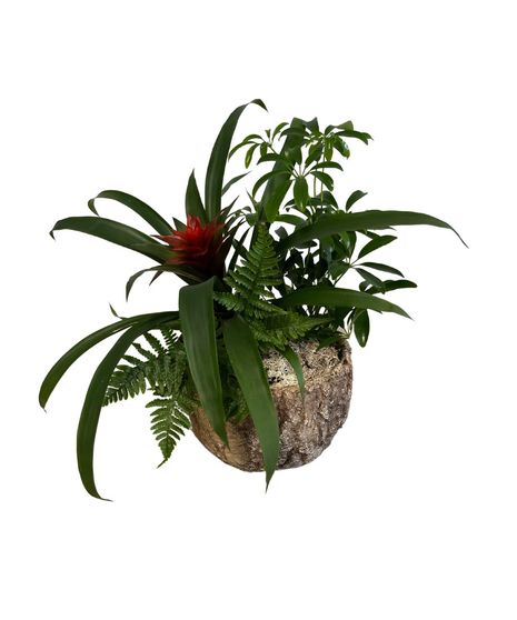 Tropical Forest Planter