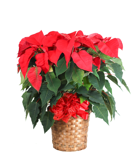 POINSETTIA IN A BASKET