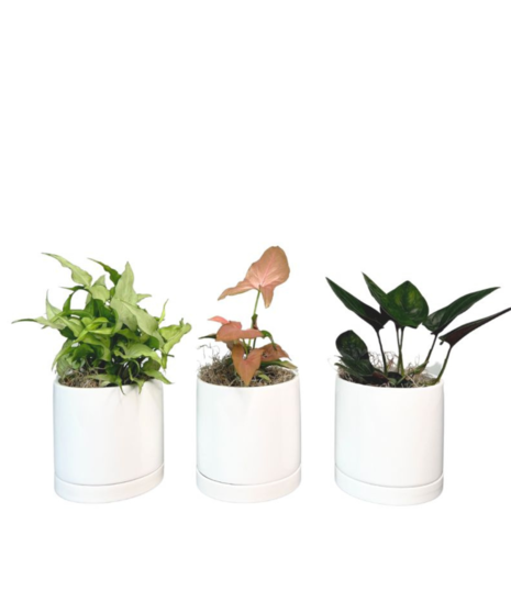 Nephthytis Plant Trio