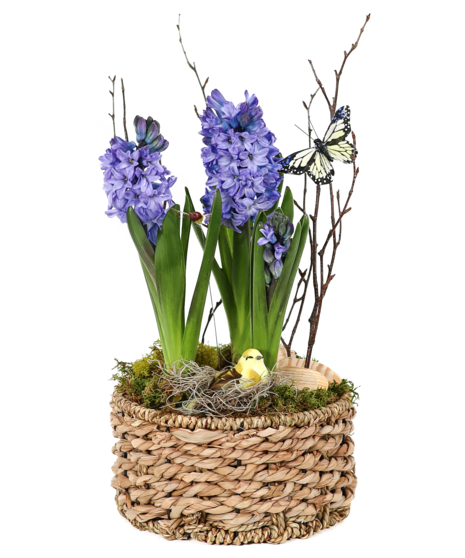 Blooming Hyacinth Bulb Plant