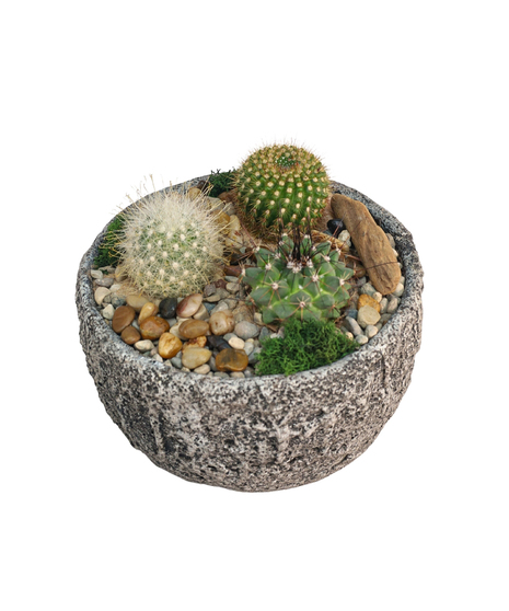 DESERT OASIS TRIO