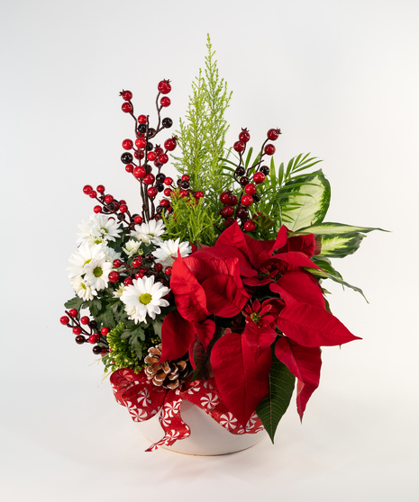 CANDY CANE WISHES EUROPEAN GARDEN