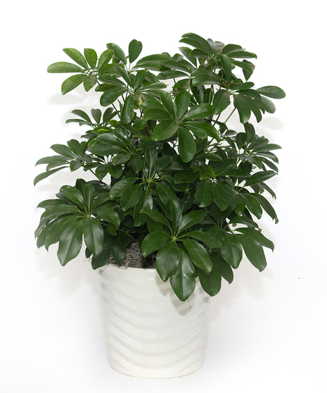 Schefflera Arboricola in Ceramic