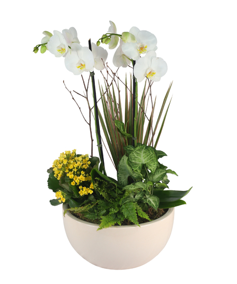 European Garden With Orchid