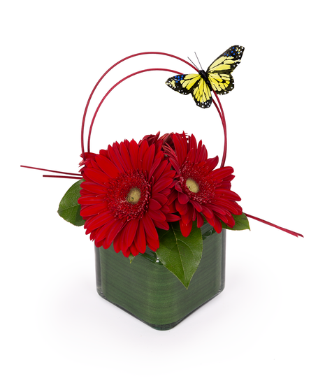 Happy Butterfly