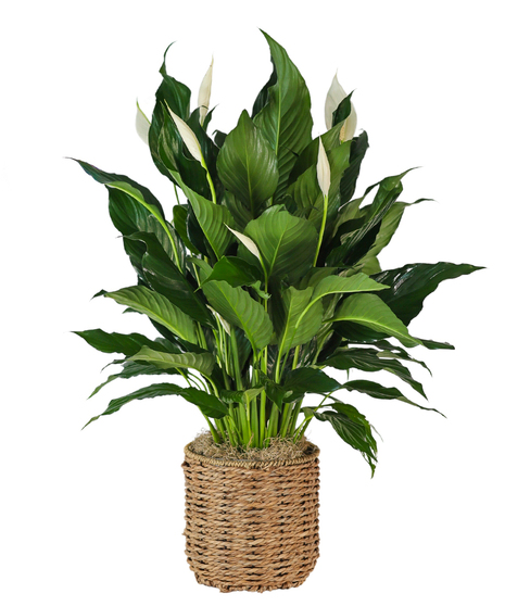 Peace Lily in Basket