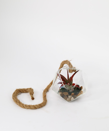 Hanging Air Plant