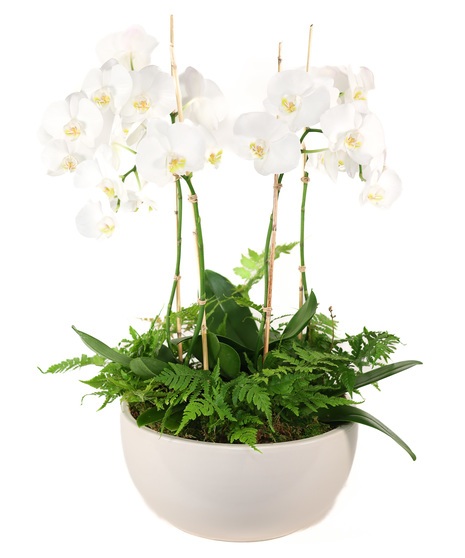 Elegant Orchid Planter