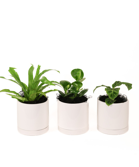 Pet Friendly Plant Trio