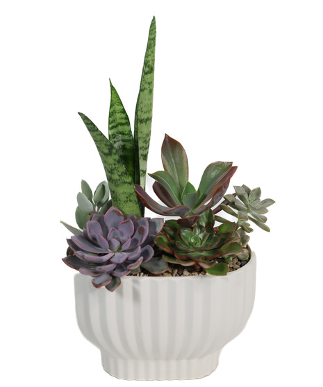 MODERN SUCCULENT GARDEN