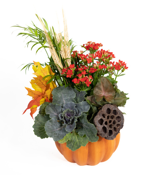 PUMPKIN SPICE EUROPEAN GARDEN