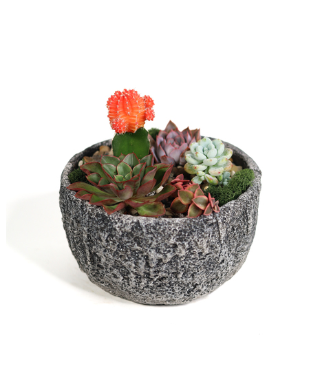 Lollipop Desert Succulent