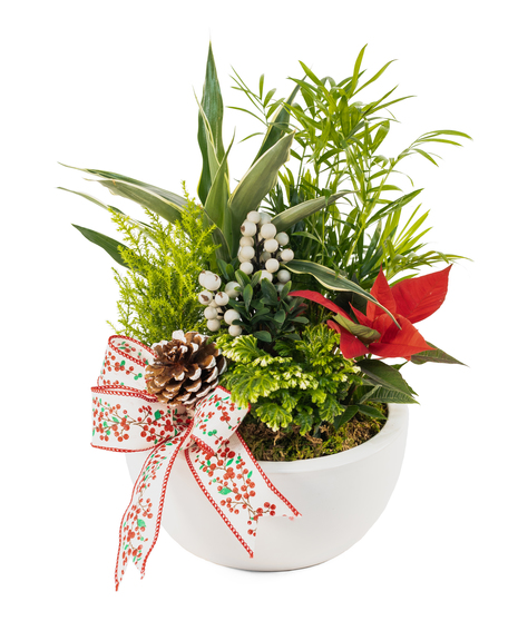 WARM WINTER WELCOME BLOOMING GARDEN