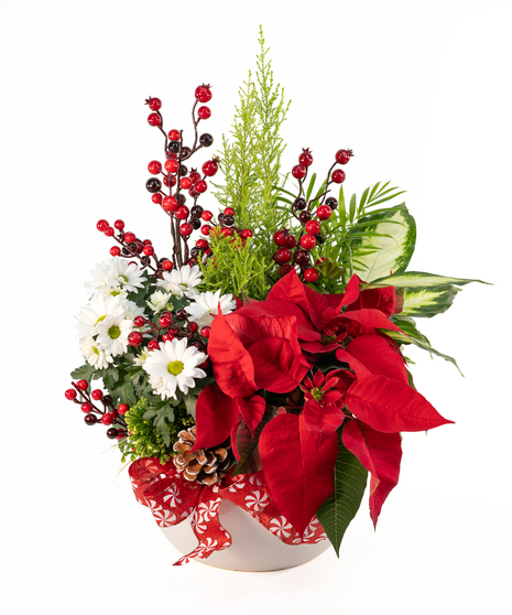 Candy Cane Wishes Blooming Garden