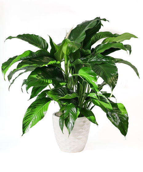 Peace Lily in Ceramic