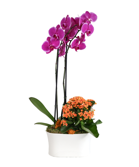 Orchid and Kalanchoe Planter