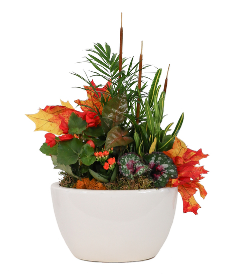 FESTIVELY FALL - BLOOMING GARDEN