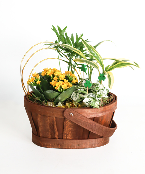 CELTIC CHARM - EUROPEAN GARDEN
