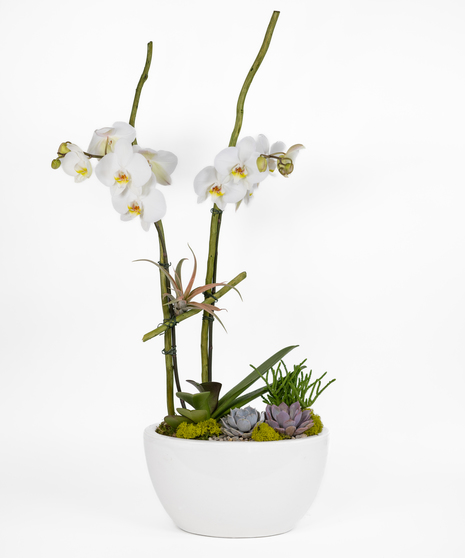RADIANT GRACE - GARDEN