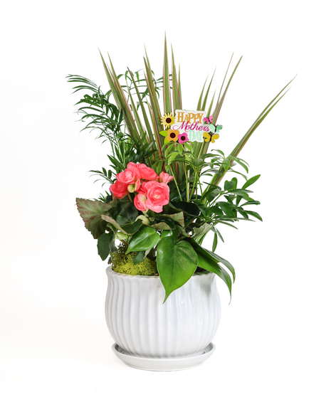 BLOOM & ROOT MOTHER'S DAY DELIGHT