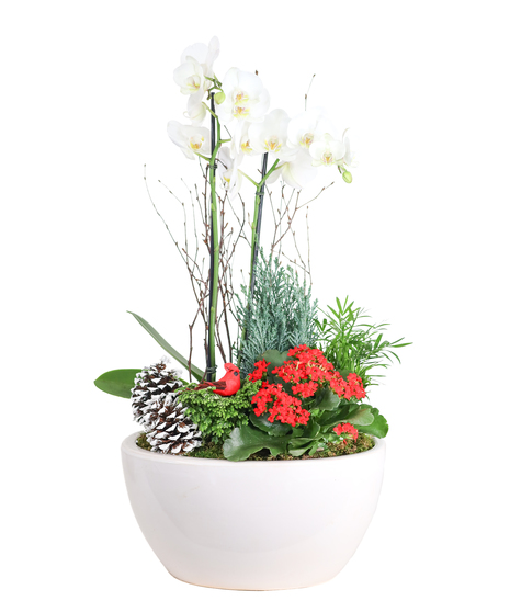 FROSTED ELEGANCE -  BLOOMING GARDEN