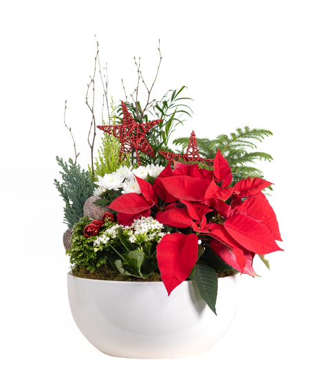 WINTER'S WELCOME - BLOOMNG GARDEN