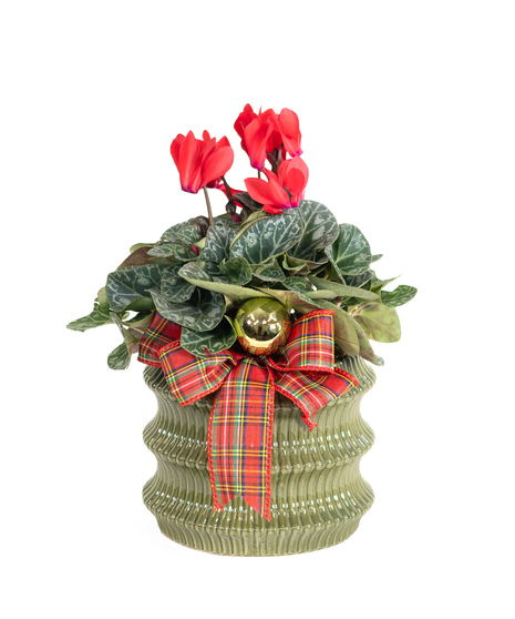 CHRISTMAS CHARM CYCLAMEN