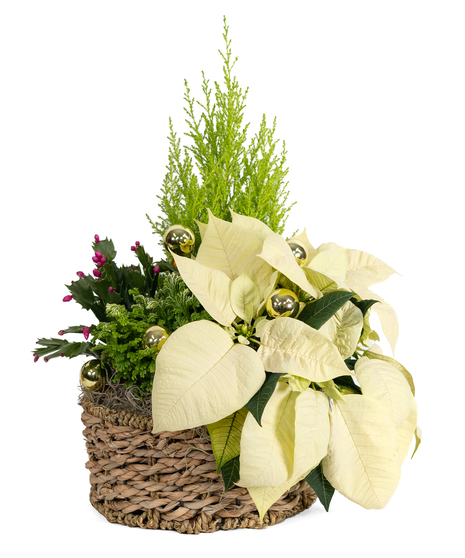 GLISTENING HOLIDAY GROVE BLOOMING GARDEN