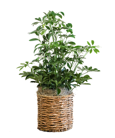 Schefflera Arboricola In Basket
