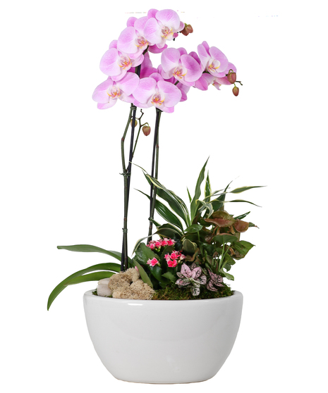 Blushing Blooms Orchid Planter