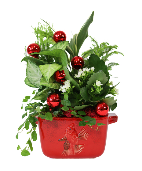 CARDINAL'S HOLIDAY GARDEN