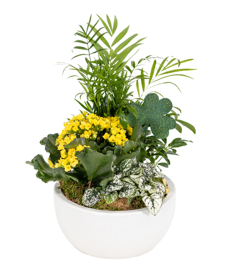 Luck of the Irish Blooming Garden