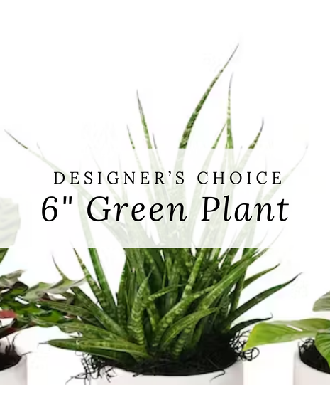 Designer's Choice 6