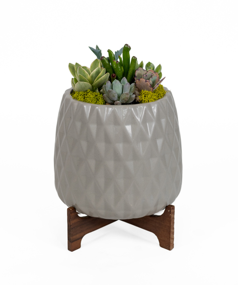 OASIS SUCCULENT GARDEN