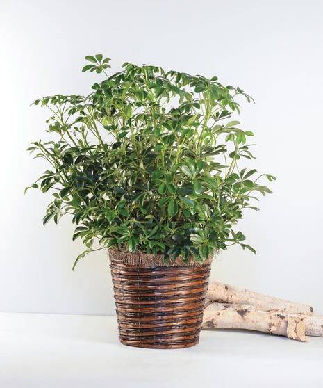 Schefflera Arboricola In Basket