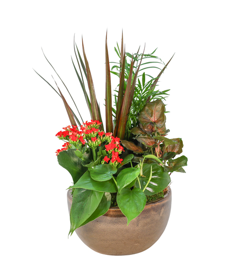 NATURE'S CHARM - BLOOMING GARDEN
