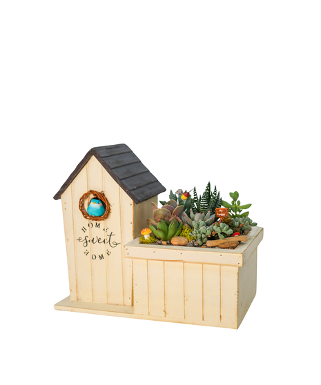 COZY HOME - SUCCULENT GARDEN